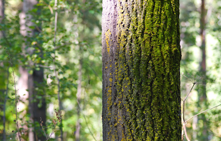 COMPASS 360 - For Individuals